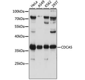 Western Blot - Anti-CDCA5 Antibody (A89350) - Antibodies.com