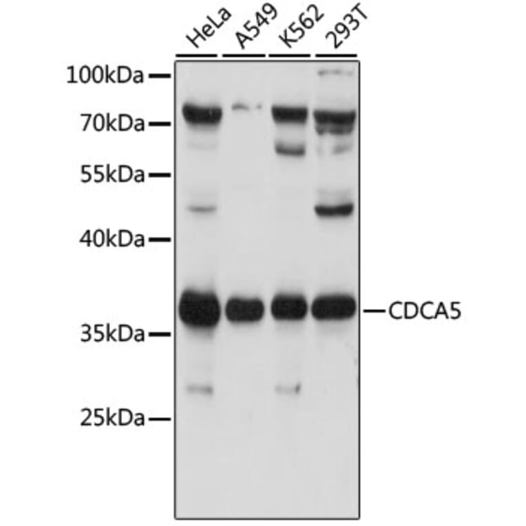 Western Blot - Anti-CDCA5 Antibody (A89350) - Antibodies.com