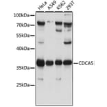 Western Blot - Anti-CDCA5 Antibody (A89350) - Antibodies.com