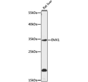 Western Blot - Anti-Emx1 Antibody (A89351) - Antibodies.com