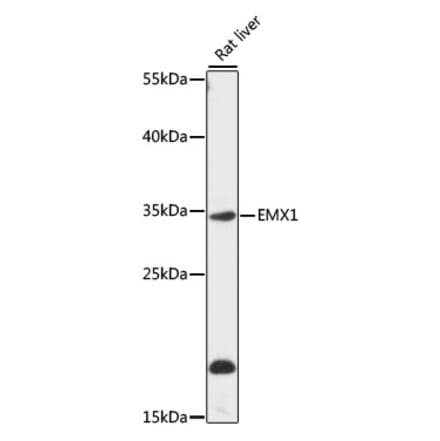 Western Blot - Anti-Emx1 Antibody (A89351) - Antibodies.com