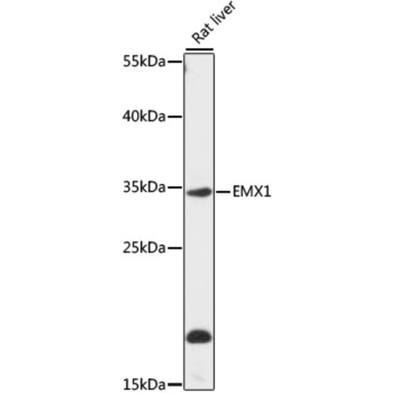 Western Blot - Anti-Emx1 Antibody (A89351) - Antibodies.com