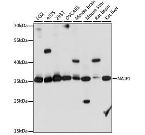 Western Blot - Anti-NAIF1 Antibody (A89352) - Antibodies.com