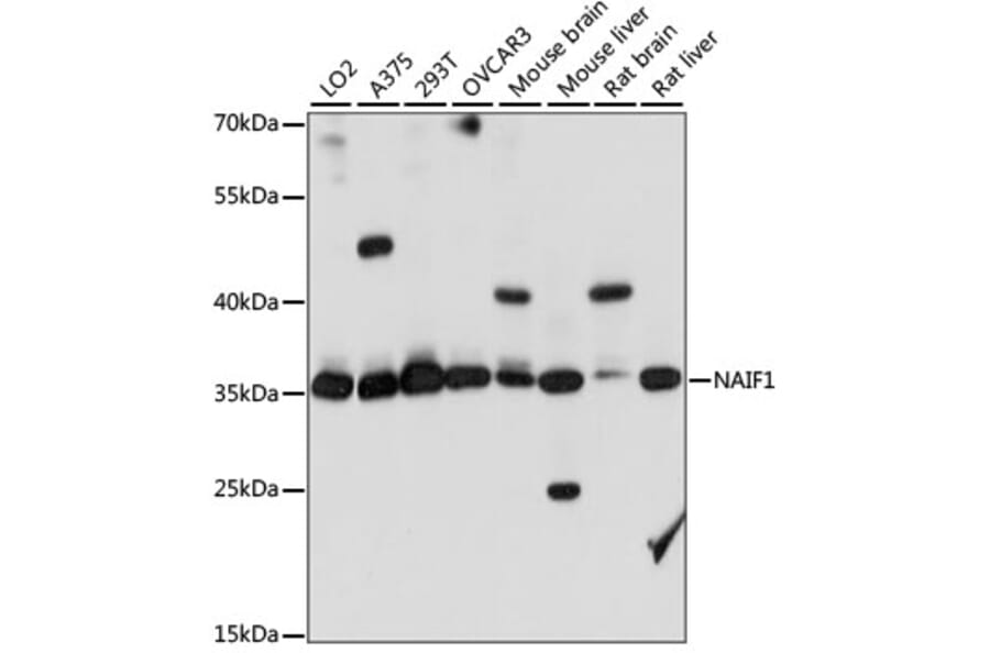Western Blot - Anti-NAIF1 Antibody (A89352) - Antibodies.com