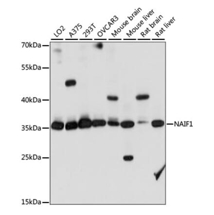 Western Blot - Anti-NAIF1 Antibody (A89352) - Antibodies.com