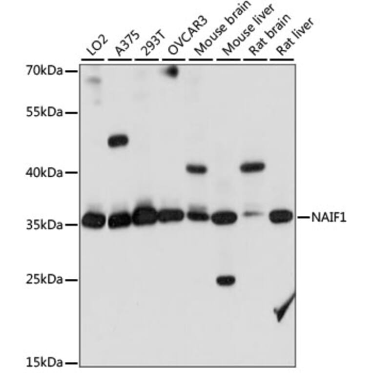 Western Blot - Anti-NAIF1 Antibody (A89352) - Antibodies.com