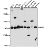 Western Blot - Anti-NAIF1 Antibody (A89352) - Antibodies.com