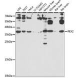 Western Blot - Anti-PAF-1 Antibody (A89353) - Antibodies.com