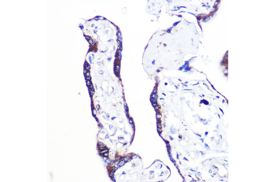 Immunohistochemistry - Anti-PAF-1 Antibody (A89353) - Antibodies.com