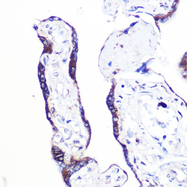 Immunohistochemistry - Anti-PAF-1 Antibody (A89353) - Antibodies.com