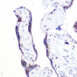 Immunohistochemistry - Anti-PAF-1 Antibody (A89353) - Antibodies.com