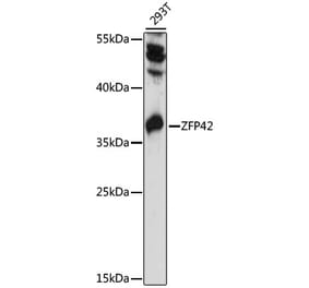 Western Blot - Anti-Rex1 Antibody (A89355) - Antibodies.com