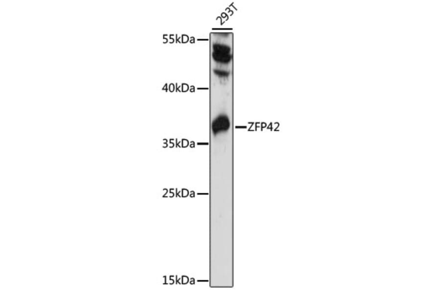 Western Blot - Anti-Rex1 Antibody (A89355) - Antibodies.com