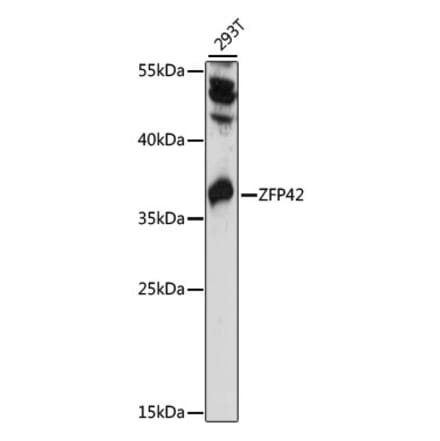 Western Blot - Anti-Rex1 Antibody (A89355) - Antibodies.com