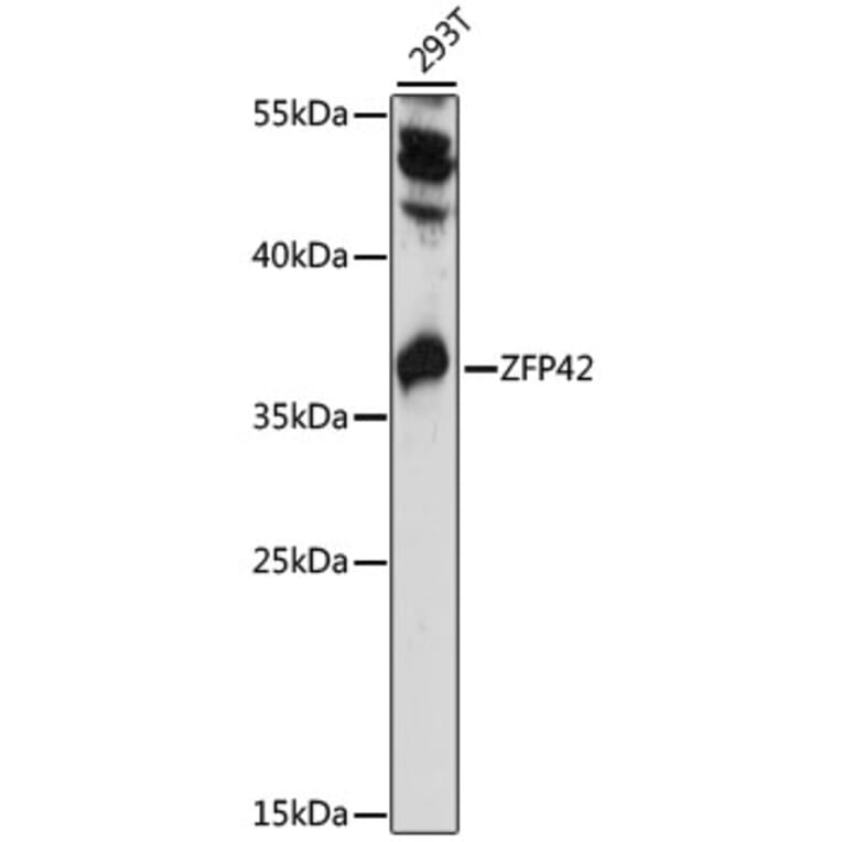 Western Blot - Anti-Rex1 Antibody (A89355) - Antibodies.com