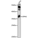 Western Blot - Anti-Rex1 Antibody (A89355) - Antibodies.com