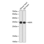 Western Blot - Anti-MDFI Antibody (A89357) - Antibodies.com