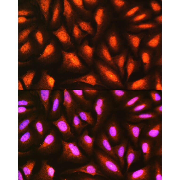 Immunofluorescence - Anti-MDFI Antibody (A89357) - Antibodies.com