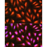 Immunofluorescence - Anti-MDFI Antibody (A89357) - Antibodies.com