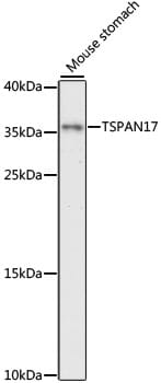 Western blot analysis of extracts of mouse stomach, using Anti-TSPAN17 Antibody (A15423) at 1:1,000 dilution.
Secondary antibody: Goat Anti-Rabbit IgG (H+L) (HRP) (AS014) at 1:10,000 dilution.
Lysates / proteins: 25µg per lane.
Blocking buffer: 3% non-fat dry milk in TBST.
Detection: ECL Enhanced Kit (RM00021).
Exposure time: 90s.