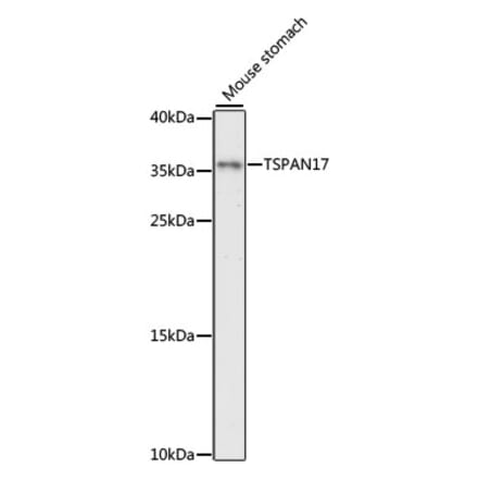 Western Blot - Anti-TSPAN17 Antibody (A89358) - Antibodies.com