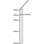 Western Blot - Anti-TSPAN17 Antibody (A89358) - Antibodies.com