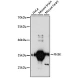 Western Blot - Anti-FN3K Antibody (A89361) - Antibodies.com