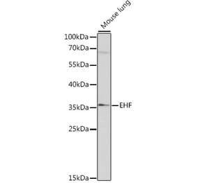 Western Blot - Anti-EHF Antibody (A89362) - Antibodies.com