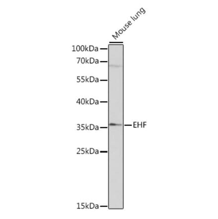 Western Blot - Anti-EHF Antibody (A89362) - Antibodies.com