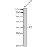 Western Blot - Anti-EHF Antibody (A89362) - Antibodies.com