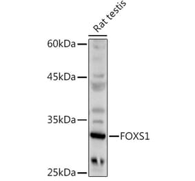 Western Blot - Anti-FOXS1 Antibody (A89363) - Antibodies.com