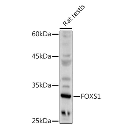 Western Blot - Anti-FOXS1 Antibody (A89363) - Antibodies.com