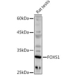 Western Blot - Anti-FOXS1 Antibody (A89363) - Antibodies.com