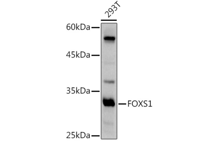 Western Blot - Anti-FOXS1 Antibody (A89363) - Antibodies.com