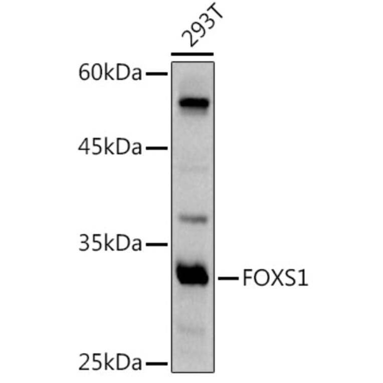 Western Blot - Anti-FOXS1 Antibody (A89363) - Antibodies.com