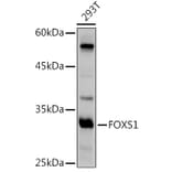 Western Blot - Anti-FOXS1 Antibody (A89363) - Antibodies.com