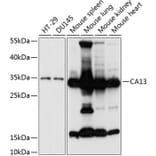 Western Blot - Anti-Carbonic Anhydrase 13/CA13 Antibody (A89364) - Antibodies.com