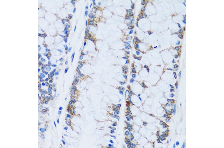 Immunohistochemistry - Anti-Carbonic Anhydrase 13/CA13 Antibody (A89364) - Antibodies.com