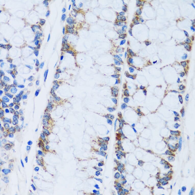 Immunohistochemistry - Anti-Carbonic Anhydrase 13/CA13 Antibody (A89364) - Antibodies.com