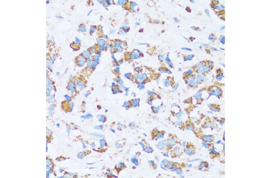 Immunohistochemistry - Anti-Carbonic Anhydrase 13/CA13 Antibody (A89364) - Antibodies.com