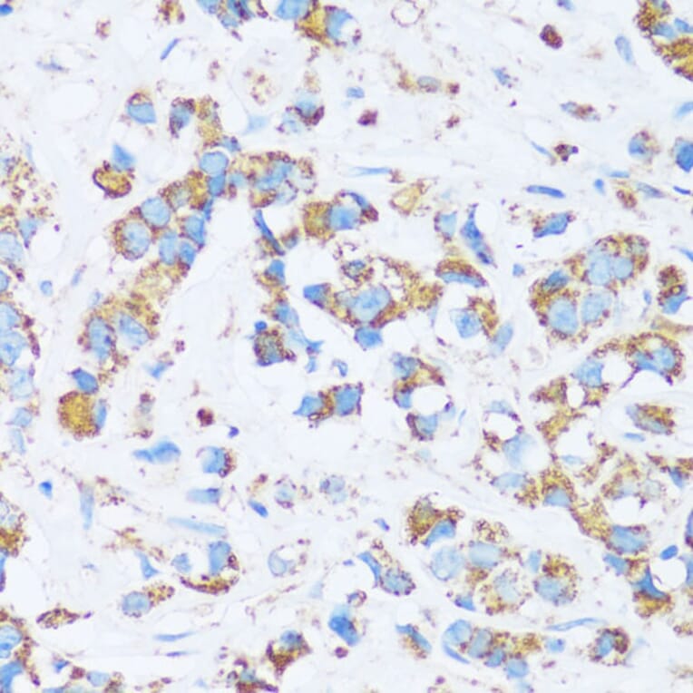 Immunohistochemistry - Anti-Carbonic Anhydrase 13/CA13 Antibody (A89364) - Antibodies.com