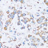 Immunohistochemistry - Anti-Carbonic Anhydrase 13/CA13 Antibody (A89364) - Antibodies.com