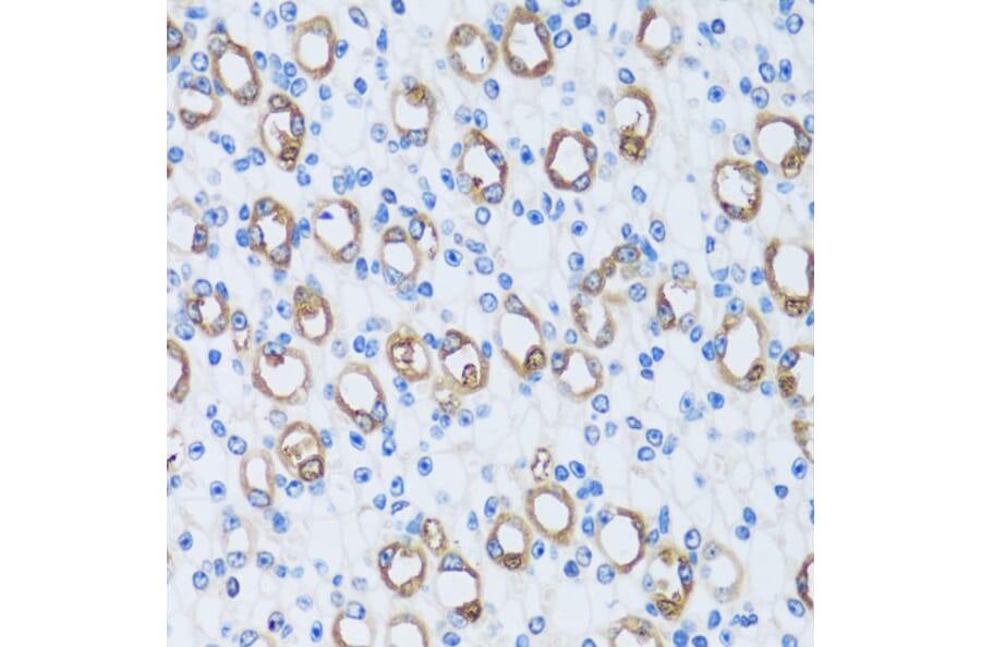 Immunohistochemistry - Anti-Carbonic Anhydrase 13/CA13 Antibody (A89364) - Antibodies.com