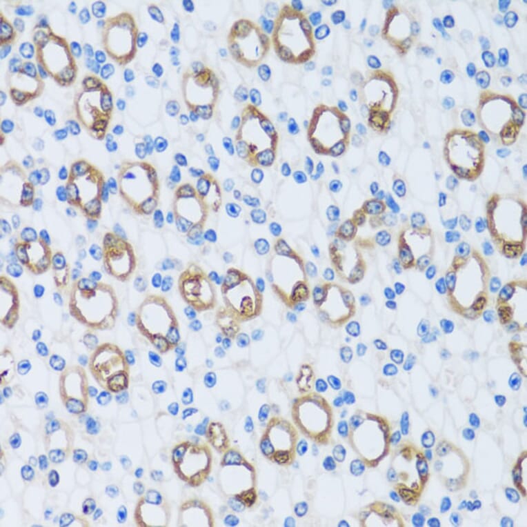 Immunohistochemistry - Anti-Carbonic Anhydrase 13/CA13 Antibody (A89364) - Antibodies.com