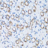 Immunohistochemistry - Anti-Carbonic Anhydrase 13/CA13 Antibody (A89364) - Antibodies.com
