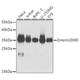 Western Blot - Anti-Emerin Antibody (A89365) - Antibodies.com