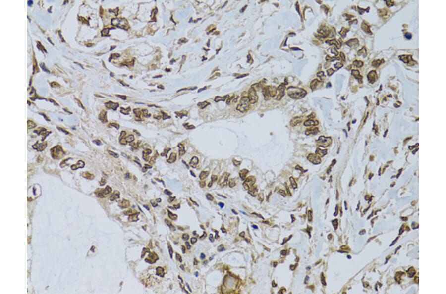 Immunohistochemistry - Anti-Emerin Antibody (A89365) - Antibodies.com