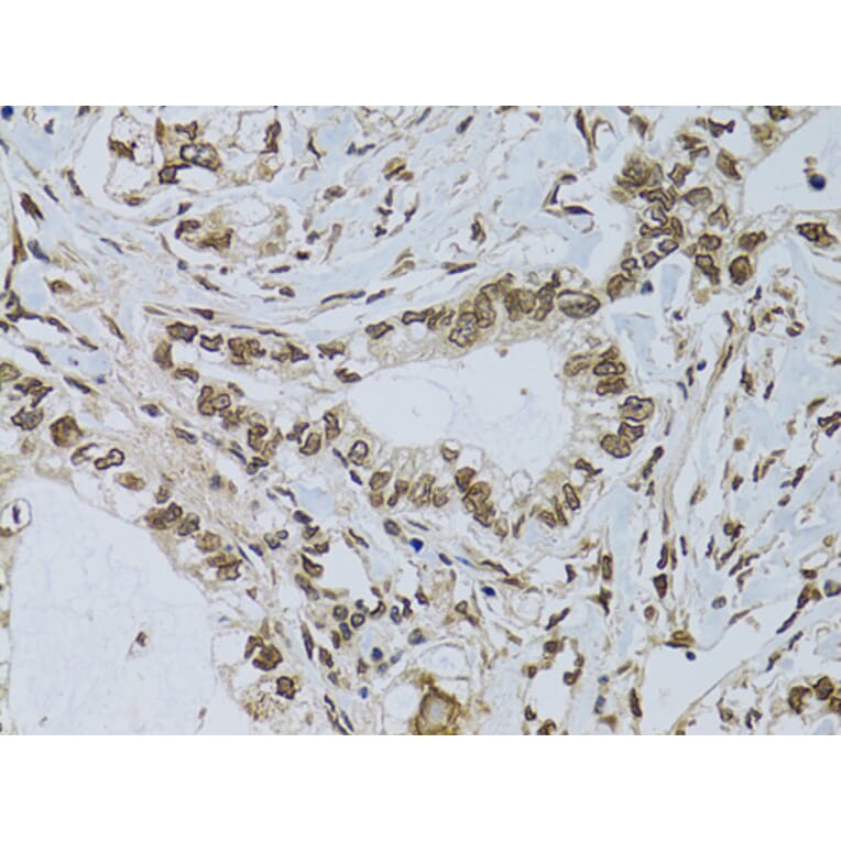 Immunohistochemistry - Anti-Emerin Antibody (A89365) - Antibodies.com