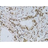 Immunohistochemistry - Anti-Emerin Antibody (A89365) - Antibodies.com