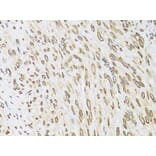 Immunohistochemistry - Anti-Emerin Antibody (A89365) - Antibodies.com